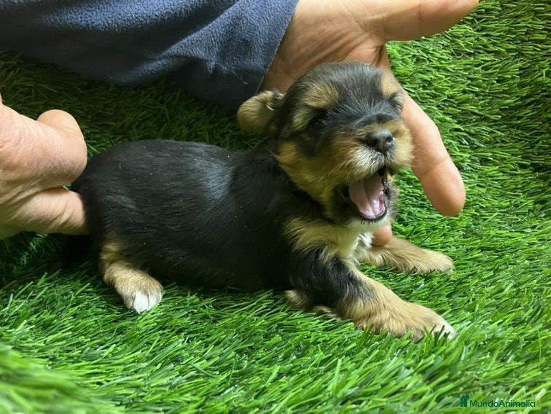 Yorkshire Terrier perros en venta: Yorkshire Zaragoza - Anuncio 3