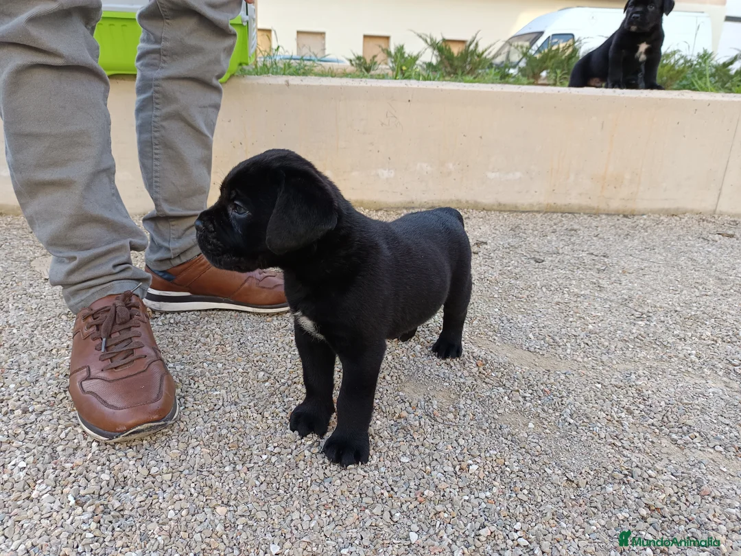 Imagen de galería {{count}}