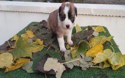 Border Collie perros en venta: GRAN CAMADA DE BORDER COLLIE - Imagen 18