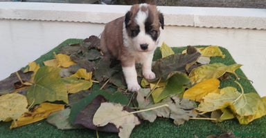 Border Collie perros - Anuncio 9