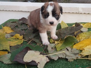 Border Collie perros - Anuncio 16