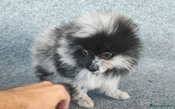 Pomerania perros en venta: POMERANIA MERLE - Anuncio 6