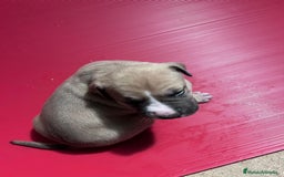 American Pit Bull Terrier perros en venta: camada American Pitbull Terrier  - Imagen 3