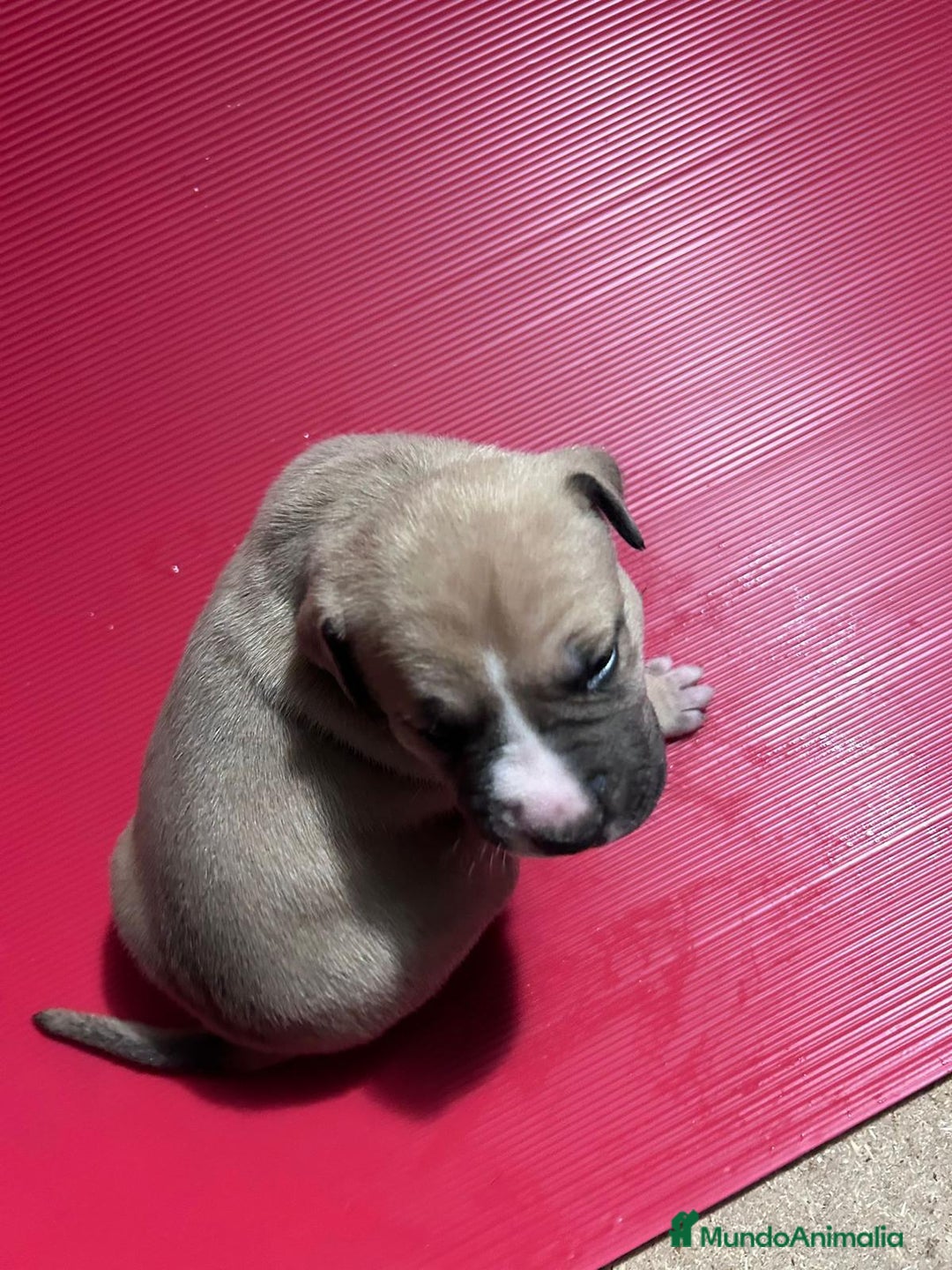 American Pit Bull Terrier perros en venta: camada American Pitbull Terrier  - Imagen 3