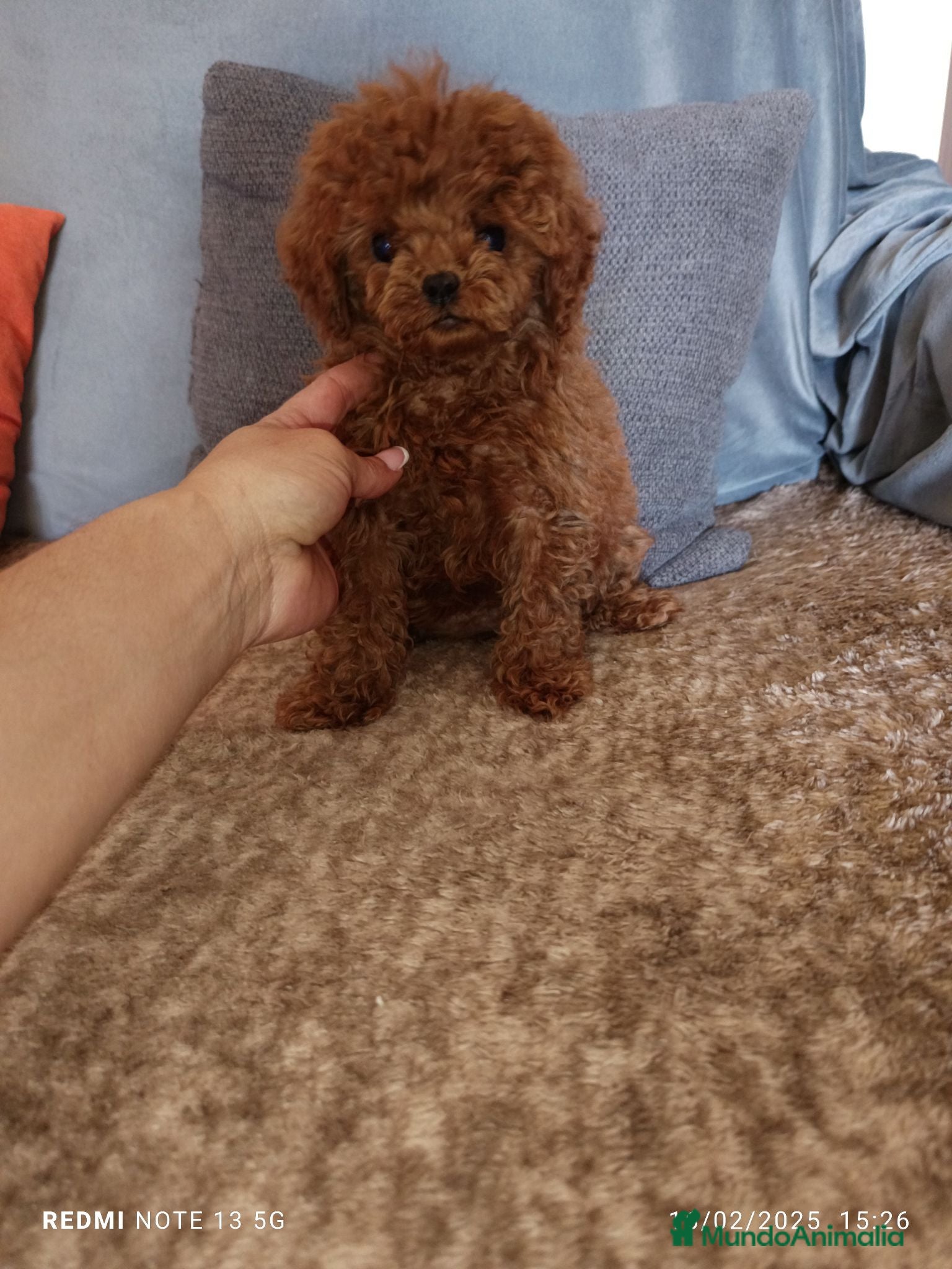 Caniche Toy perros Caniche toy - Anuncio 1