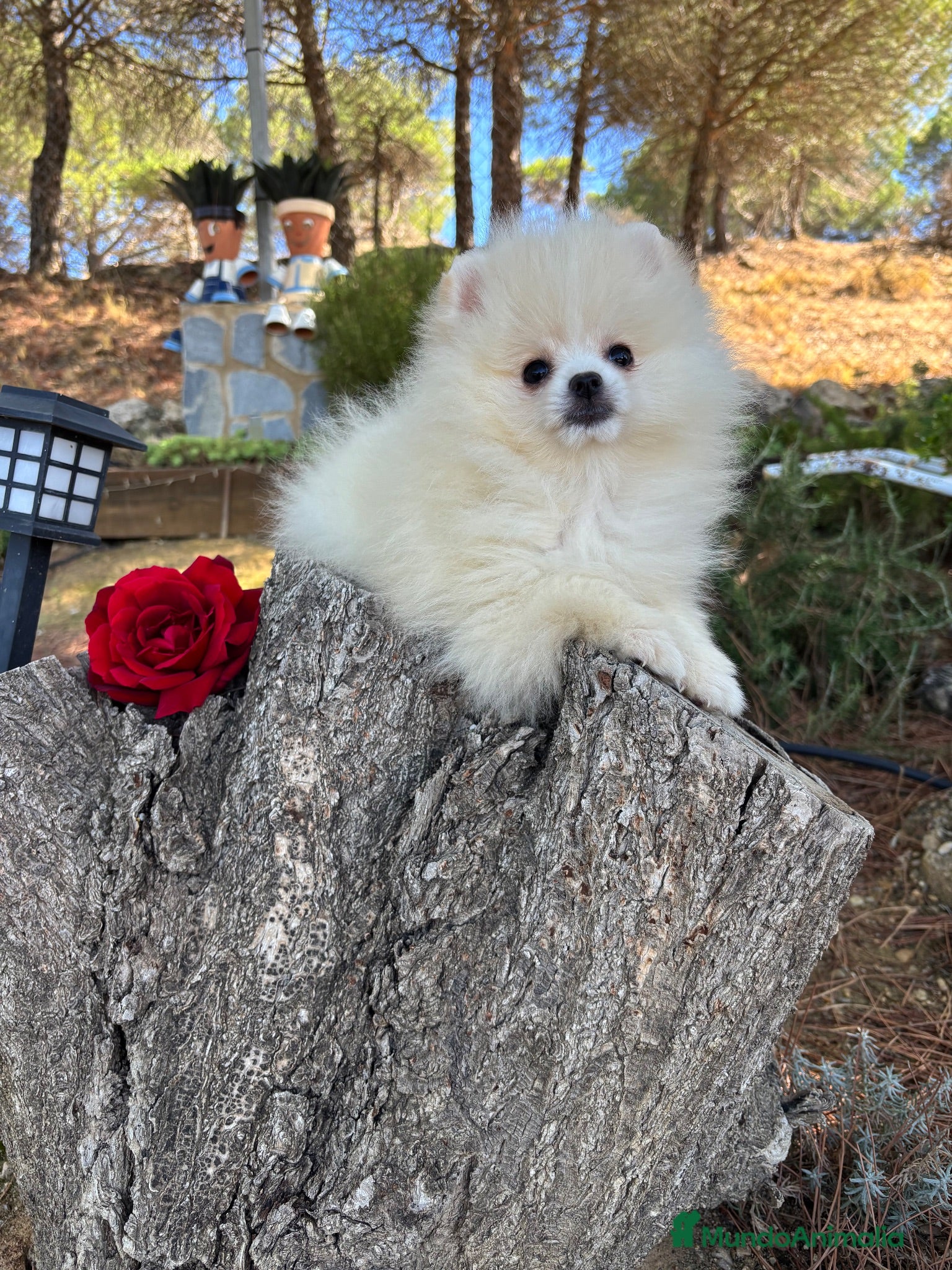 Pomerania perros Pomerania muy pequeñita con todas las vacunas  - Anuncio 1