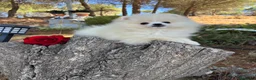 Pomerania perros en venta: Pomerania muy pequeñita con todas las vacunas  - Anuncio 1