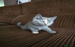 Británico de Pelo Corto gatos en venta: Gatcot.com - Imagen 4