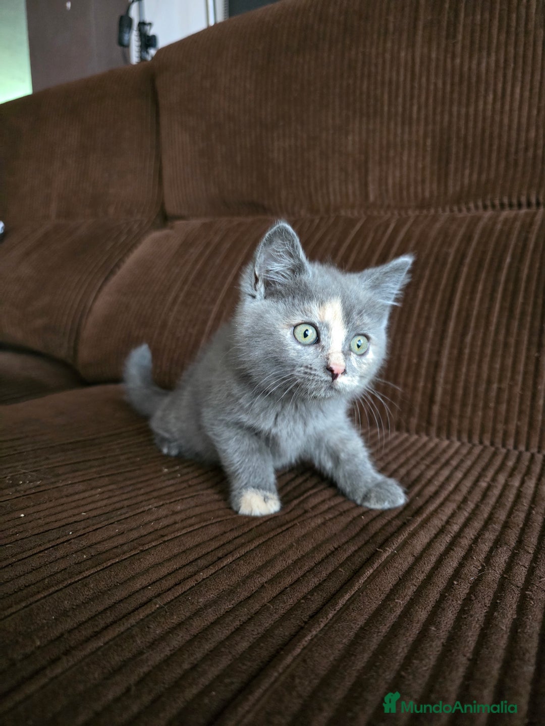 Británico de Pelo Corto gatos en venta: Gatcot.com - Imagen 4