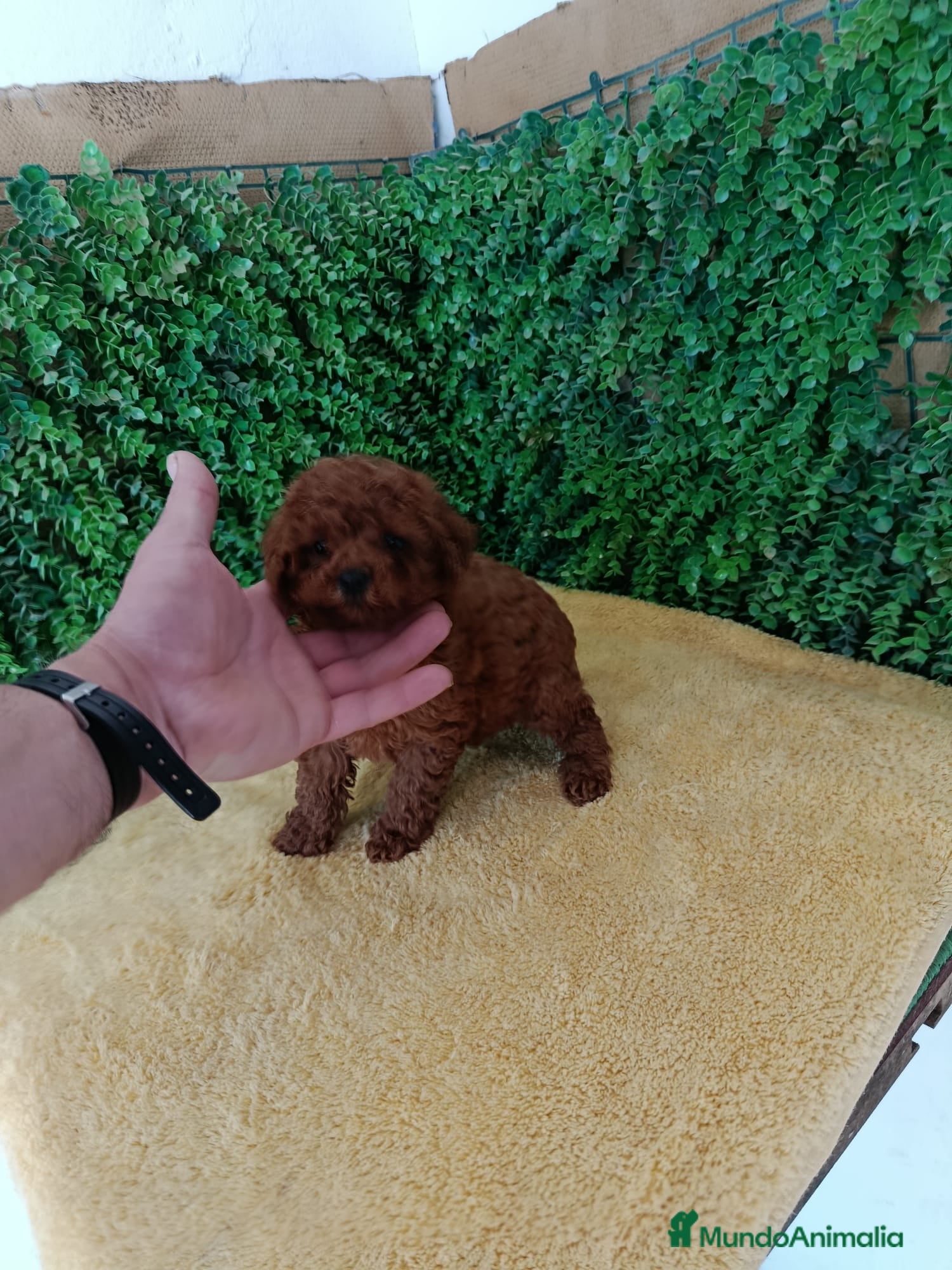 Caniche Toy perros PRECIOSOS CANICHE  ROJO LINEA TOY   - Anuncio 1