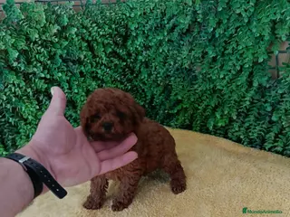 Caniche Toy perros PRECIOSOS CANICHE ROJO LINEA TOY - Anuncio 1