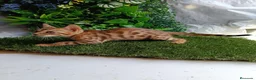 Bengalí gatos en venta: Gatos bengalí - Anuncio 6