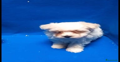 Bichón Maltés perros - Anuncio 7