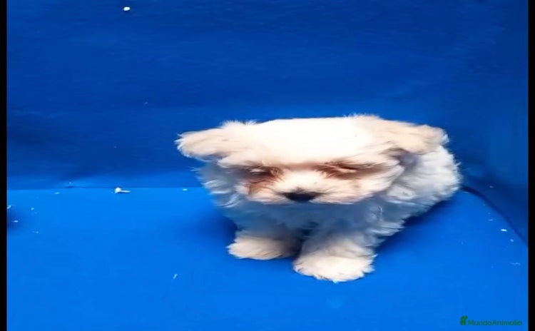 Bichón Maltés perros - Anuncio 2
