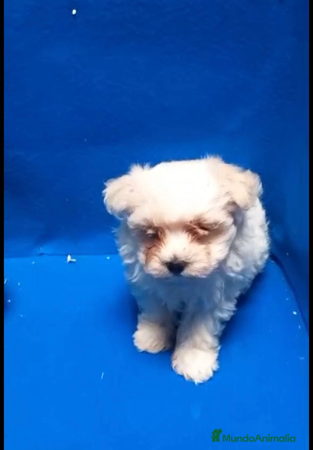 Bichón Maltés perros en venta: Bichon maltés toy - Imagen 2