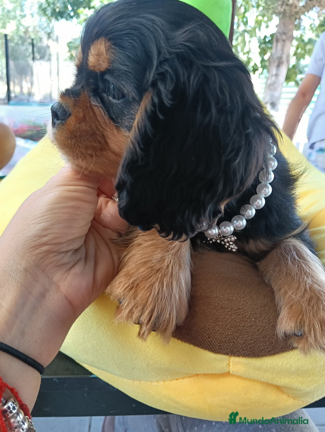 Cavalier King Charles Spaniel perros en venta: Precioso cachorro negro fuego - Anuncio 5