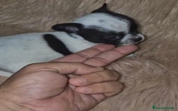 Chihuahua perros en venta: Chihuahua mini-toy ruso - Imagen 5