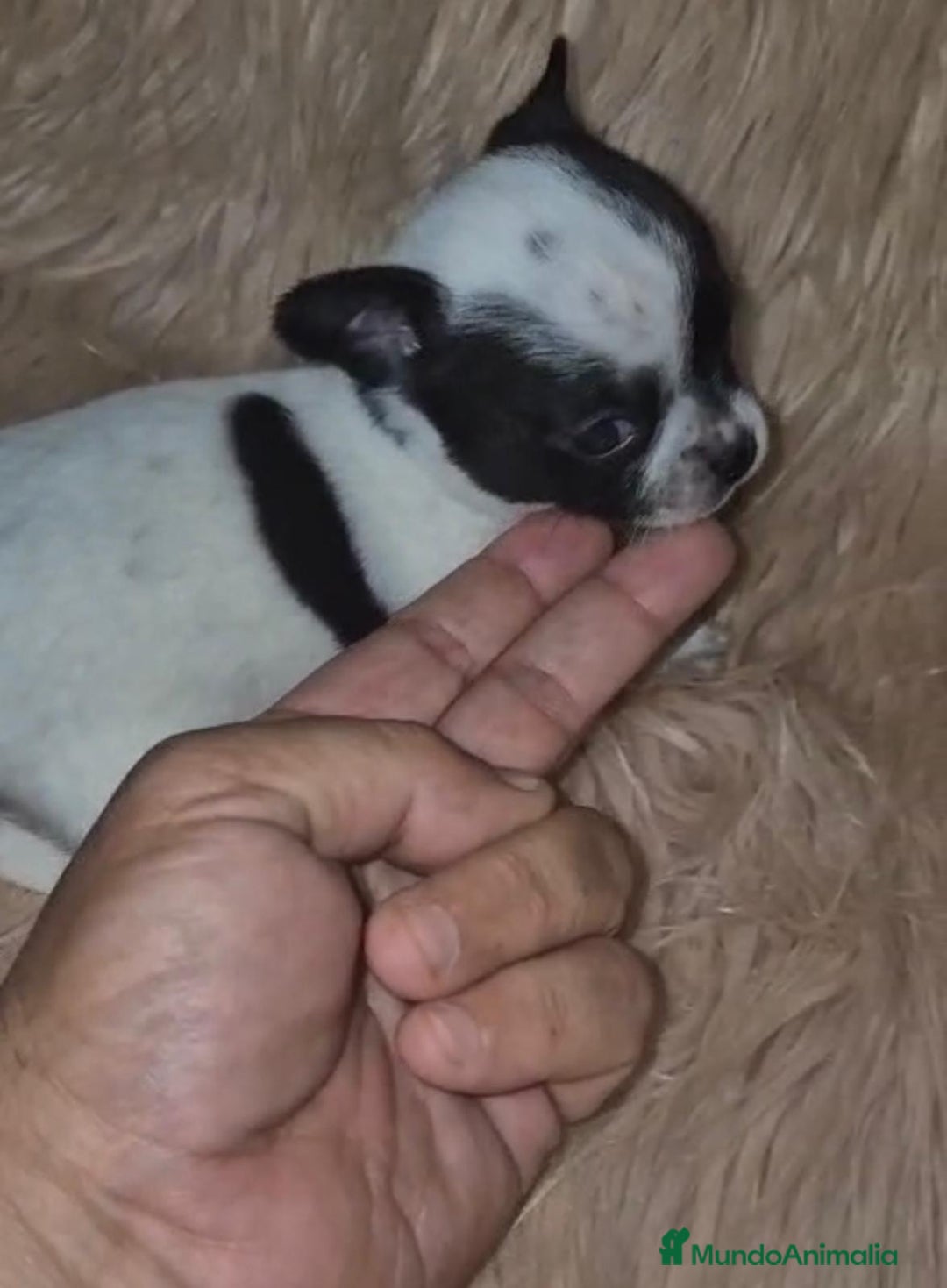 Chihuahua perros en venta: Chihuahua mini-toy ruso - Imagen 5