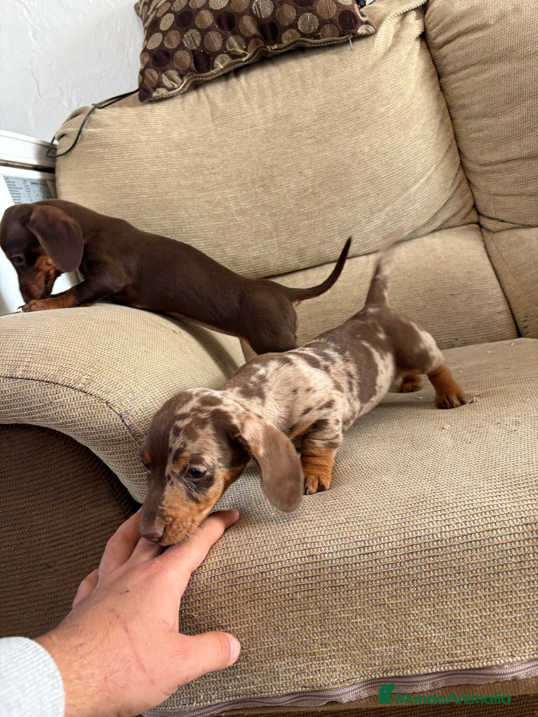 Teckel perros en venta: Teckels mini y kaninchen  - Anuncio 2