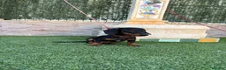 Teckel Miniatura perros en venta: Disponible teckel negro y fuego  - Anuncio 3
