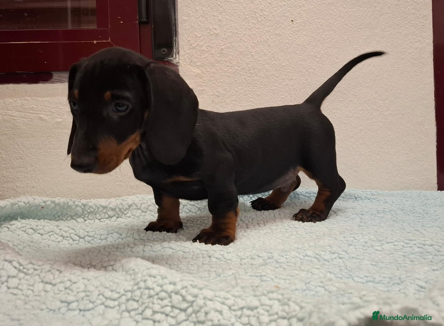 Teckel perros TECKELS EXCLUSIVOS - Anuncio 1