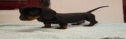 Teckel perros en venta: TECKELS EXCLUSIVOS - Anuncio 1