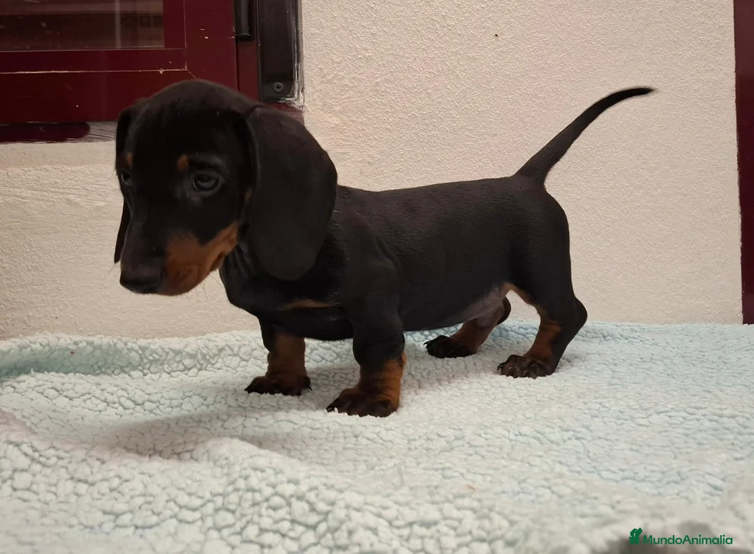 Teckel perros en venta: TECKELS EXCLUSIVOS - Anuncio 1