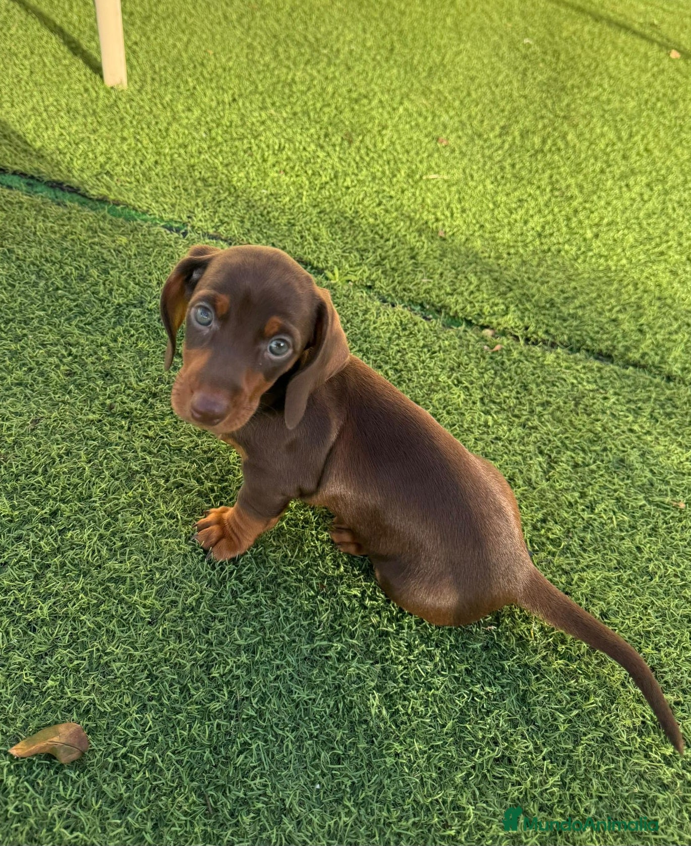 Teckel perros Teckel Mini Choco - Anuncio 11