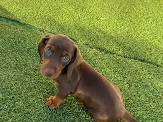 Teckel perros Teckel Mini Choco - Anuncio 11