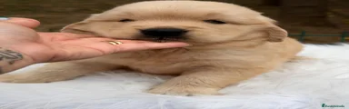 Golden Retriever 5
