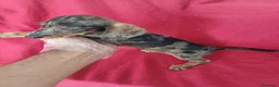 Teckel Miniatura perros en venta: Teckel Mini Arlequin  - Anuncio 2