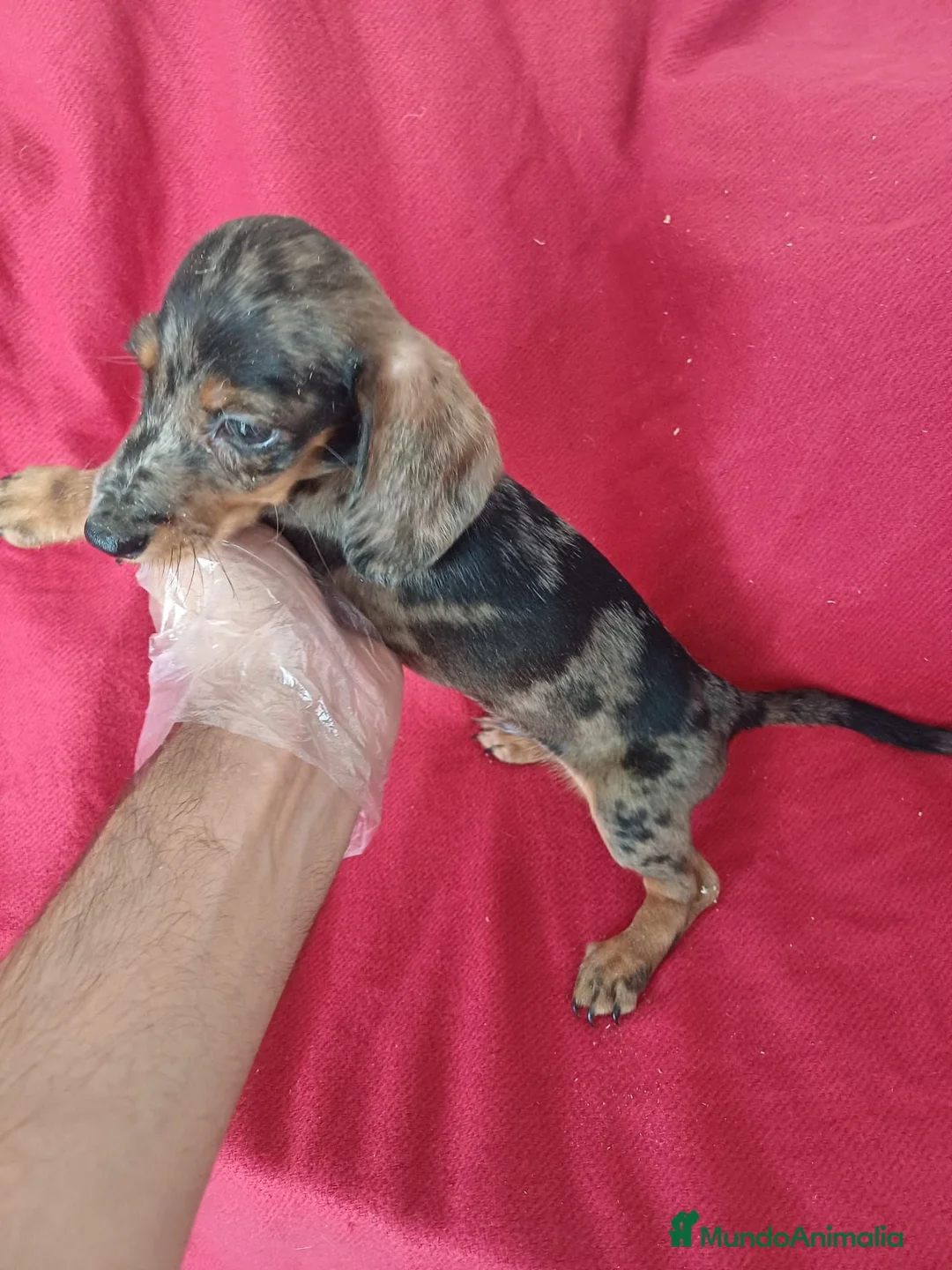 Teckel Miniatura perros en venta: Teckel Mini Arlequin  - Anuncio 2