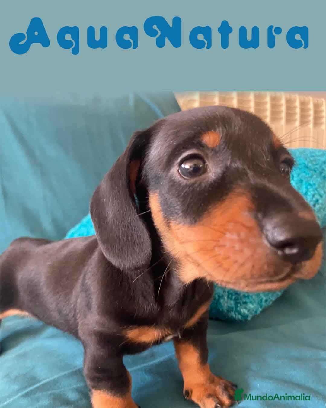 Teckel perros Teckel Hembra 5842 - AQUANATURA en Barcelona - Anuncio 40