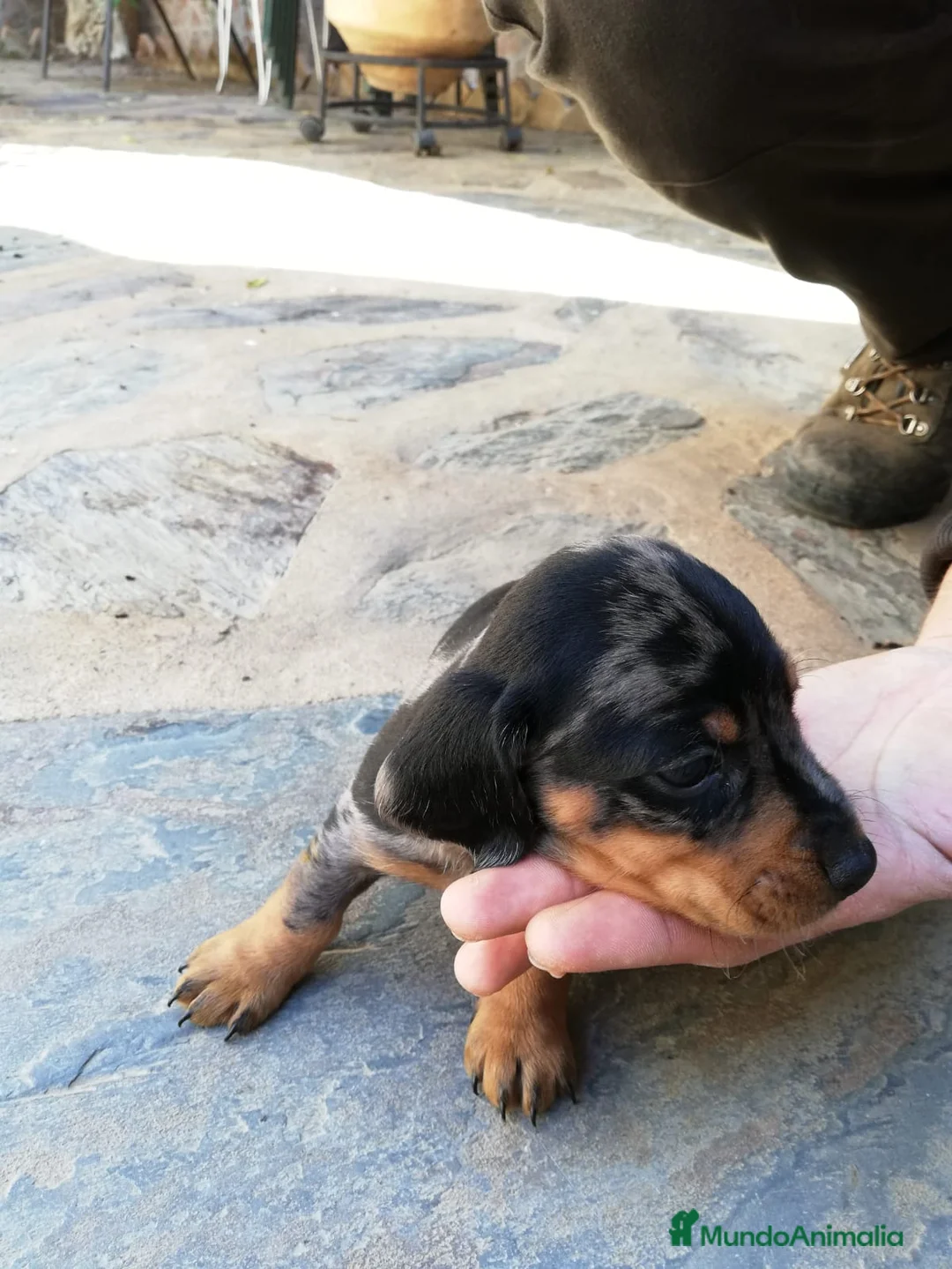 Teckel Miniatura perros en venta: Teckel clásicos y exóticos  en Ciudad Real - Anuncio 8