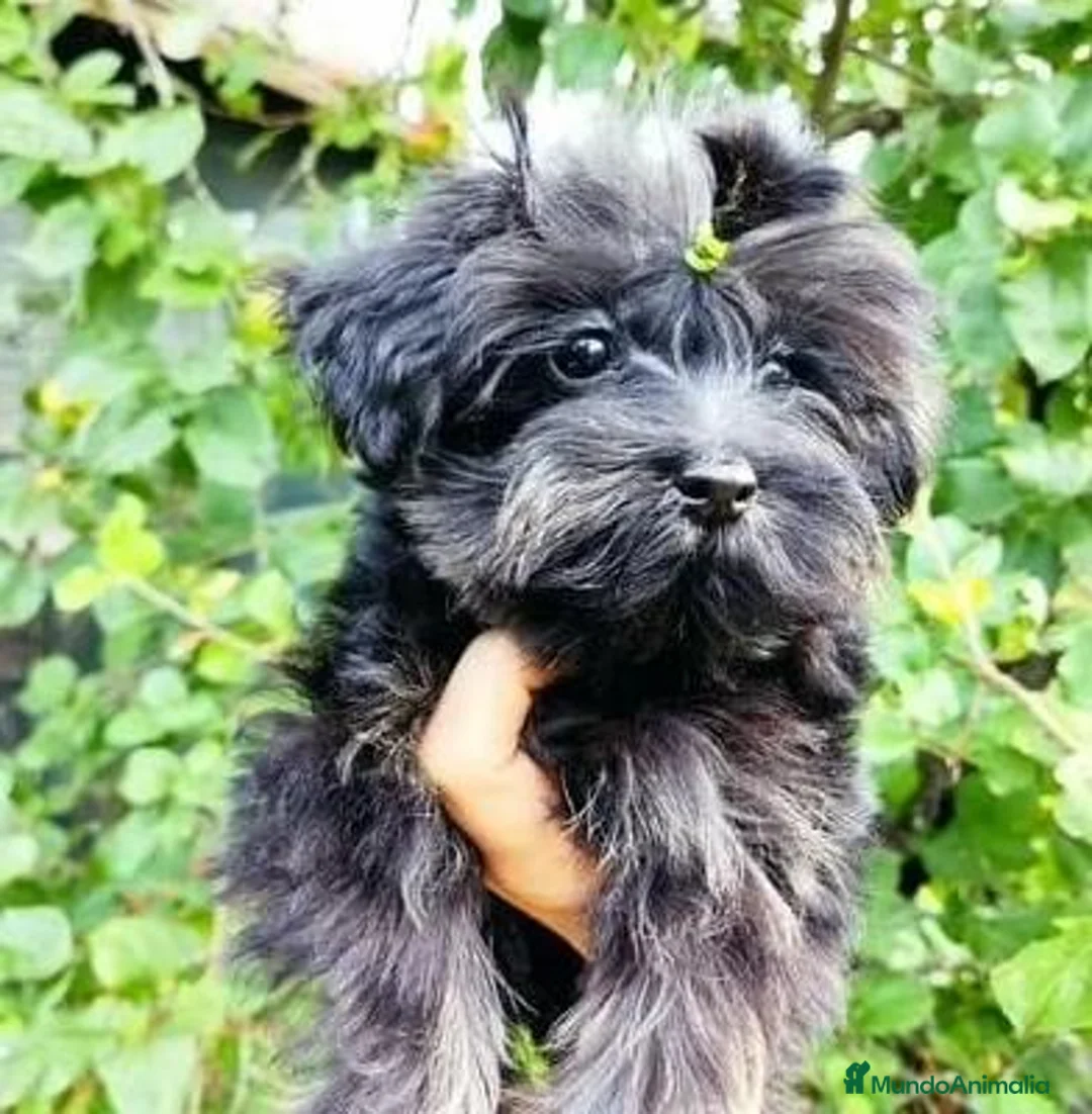 Yorkiepoo perros en venta: Hembras Yorkiepoo - Anuncio 2