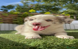 Border Collie perros en venta: BORDER COLLIE HEMBRA RED MERLE - Imagen 6