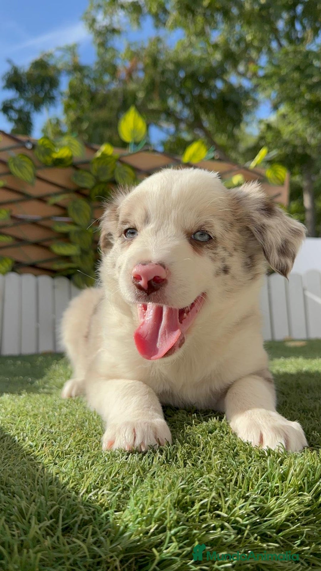Border Collie perros en venta: BORDER COLLIE HEMBRA RED MERLE - Imagen 6