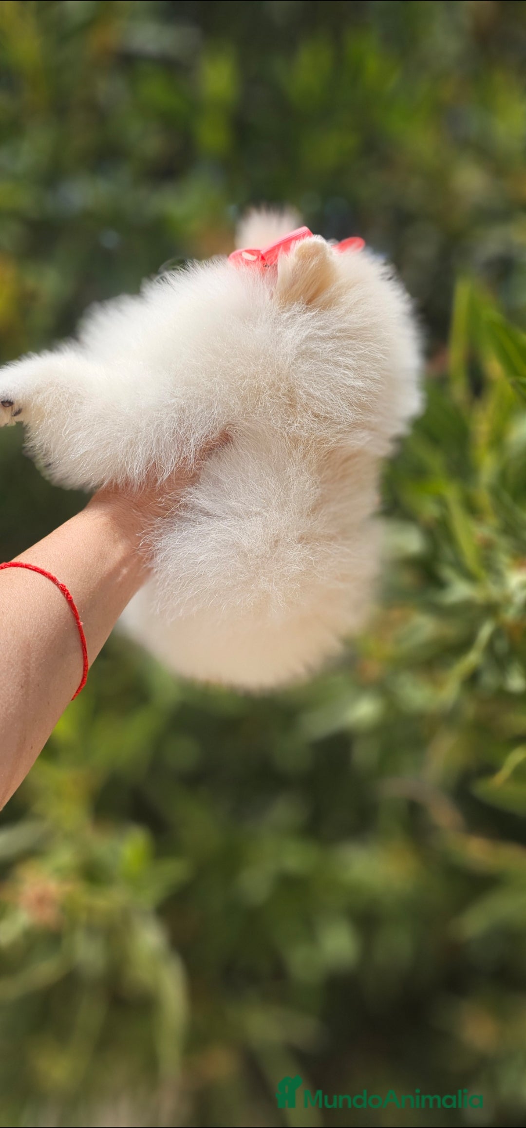 Pomerania perros en venta: Preciosa cachorrita Pomerania  - Imagen 8