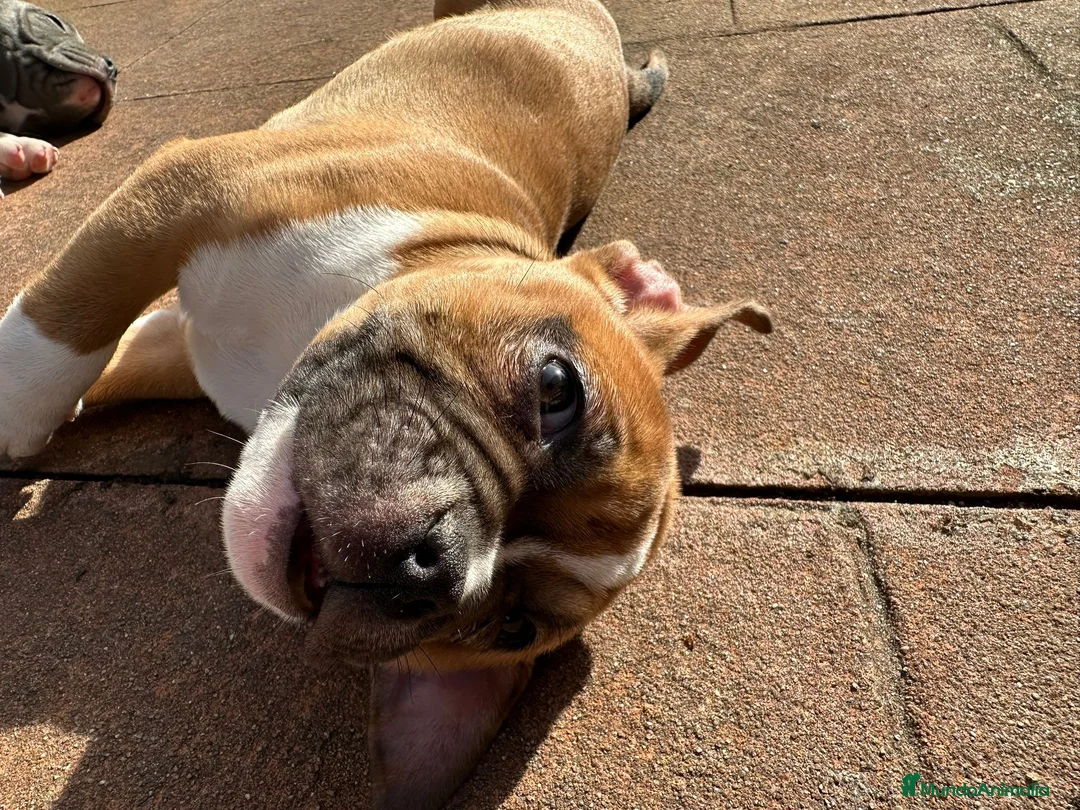 American Bully perros en venta: Cachorros American Bully - Anuncio 4