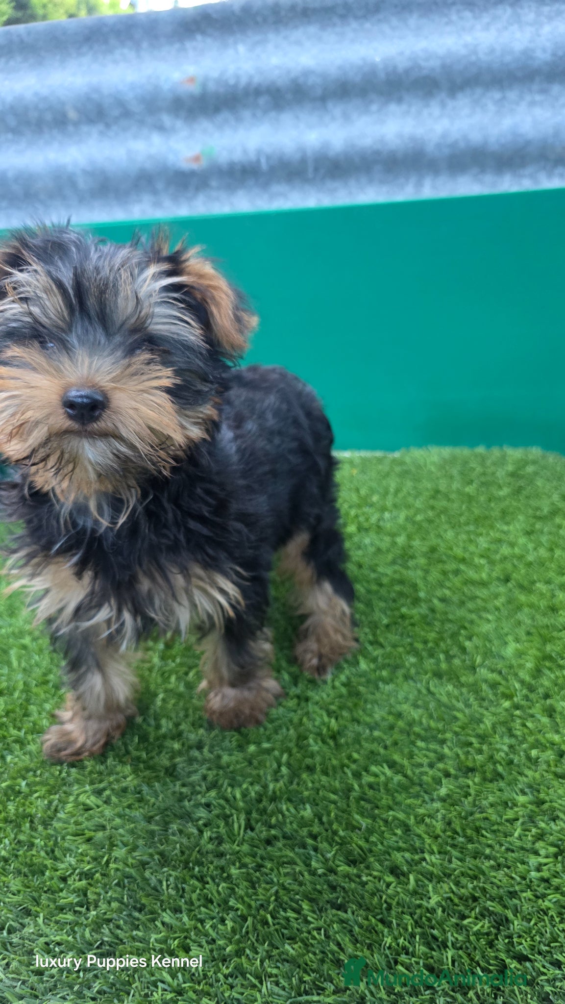 Yorkshire Terrier perros Yorkshire terrier minis - Anuncio 1