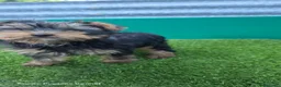 Yorkshire Terrier perros en venta: Yorkshire terrier minis - Anuncio 1