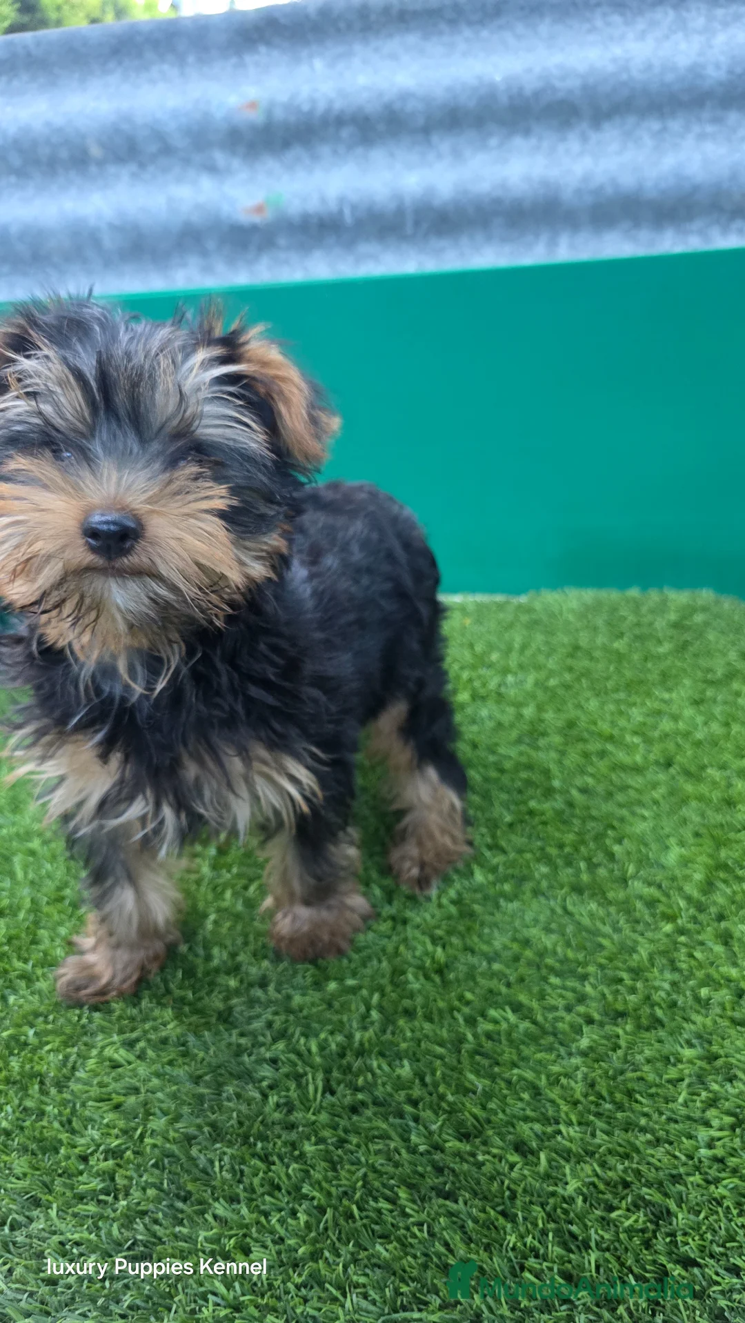 Yorkshire Terrier perros en venta: Yorkshire terrier minis - Anuncio 1