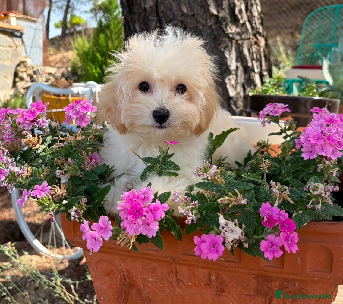 Maltipoo perros Maltipoo listo para entregar!!! - Anuncio 1