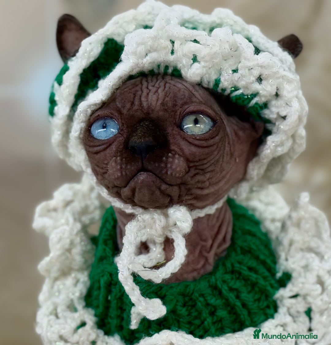 Sphynx gatos en venta: Sphynx calidad  - Anuncio 12