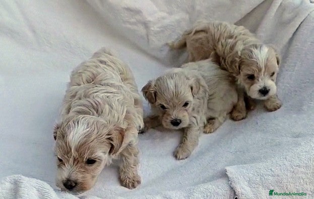 Maltipoo perros PRÓXIMA CAMADA DE CACHORRITOS MALTIPOOS - Anuncio 1