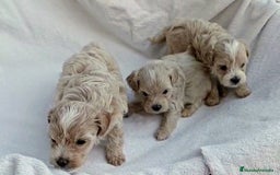 Maltipoo perros en venta: LINDA HEMBRITA MALTIPOO - Imagen 1