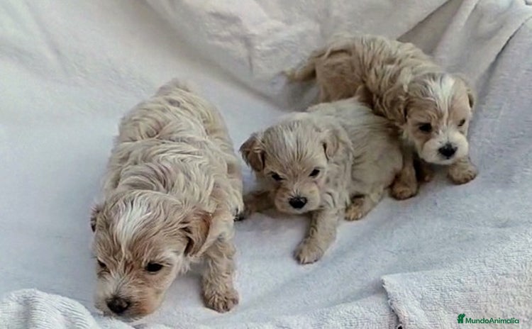 Maltipoo perros - Anuncio 10