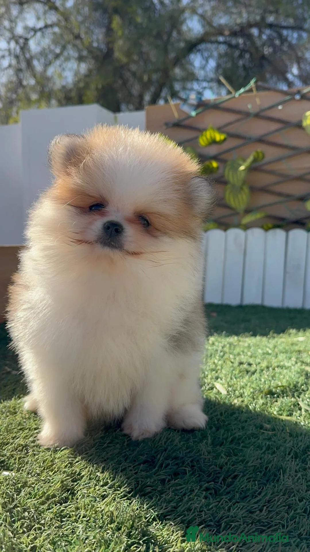 Pomerania perros en venta: POMERANIA HEMBRA - Anuncio 15