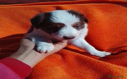 Border Collie perros en venta: Border collie  - Imagen 12