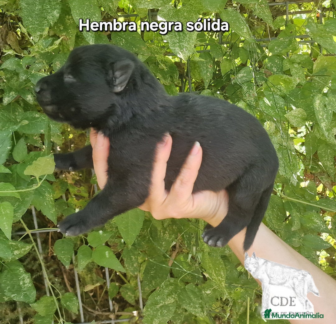 Perro Lobo Checoslovaco perros en venta: Perro lobo wolfdog  - Imagen 4